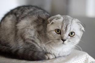 网红爆款折耳小猫视频