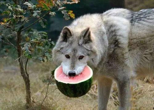 正在吃瓜的某鹿时间彼岸,揭秘瓜田里的那些事儿