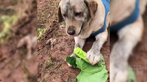 什么瓜能给狗吃,揭秘适合狗狗食用的健康瓜类